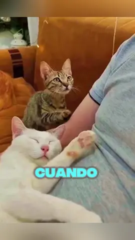 esta gatita tiña solo quiere ser amada🐱❤️ #shorts 