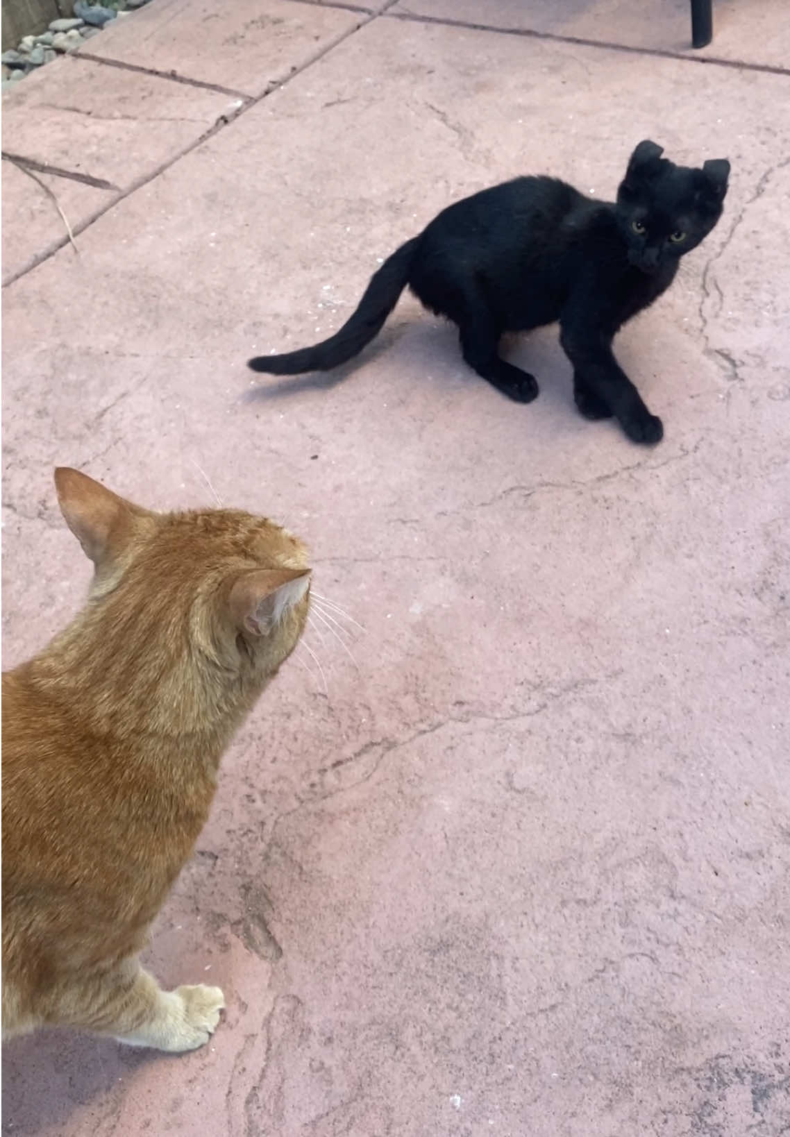 racist ahh orange cat #catsoftiktok #orangecatbehavior #fypage #xyzbca 