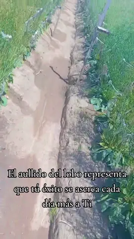 #florsani 