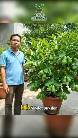 Buah dengan ukuran Jumbo dan rasanya yang manis banget. Cocok buat koleksi di rumah #fyp #tanaman #jambuair #berkebun 