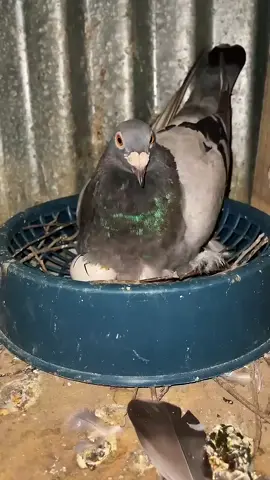 شوف اخراج الزغلول من البيضه قبل ما يم*وت 😮😮#pigeon #ملوك_الحمام💪 #حمام_زاجل #الحمام_الزينه 