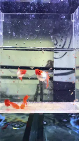 WILD KOI RIBBON FIN C  #guppy #guppybreeder #guppylover #guppyindonesia #guppyvietnam🇻🇳 