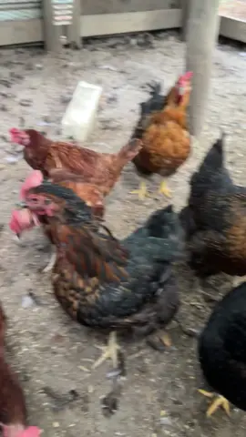 #football #southcarolina #chicken 