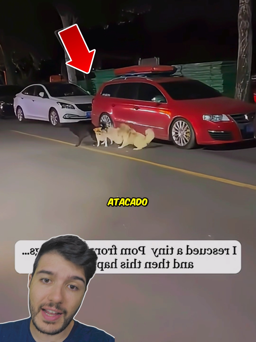 Ela SALVOU um Lulu da GANGUE dos Cachorros de Rua! 🐩
