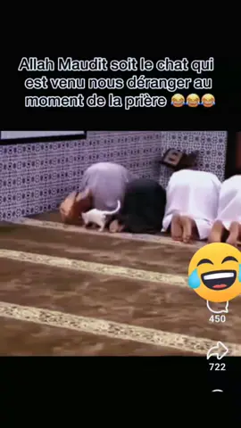 le chat 😹