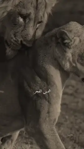 أنتِ لا تقارنين بشيء أنتِ المُنتصرة قبل أن تَتم المُقارنة🖤.#مشاهدات_تيك_توك #ميسان_ذي_قار_البصرة_بغداد #ترند_تيك_توك_مشاهير #جيل_الطيبين_العراق 