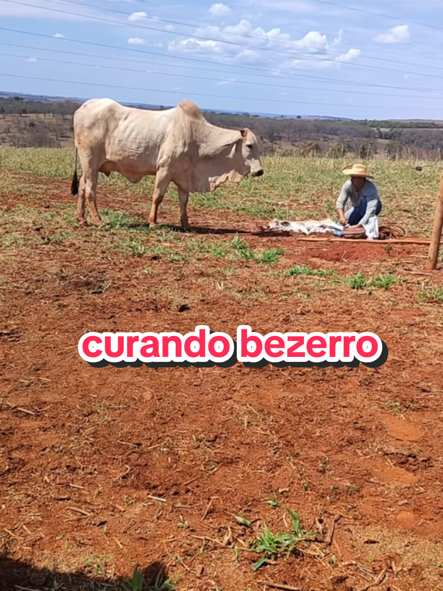#anosatrás #lidadegado😍😍😍 #pecuaria #viraliza #nelore 