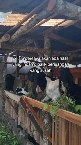 💫✨️✨️#fyppppppppppppppppppppppp #bosmuda #peternakmuda #peternakkambingmuda 