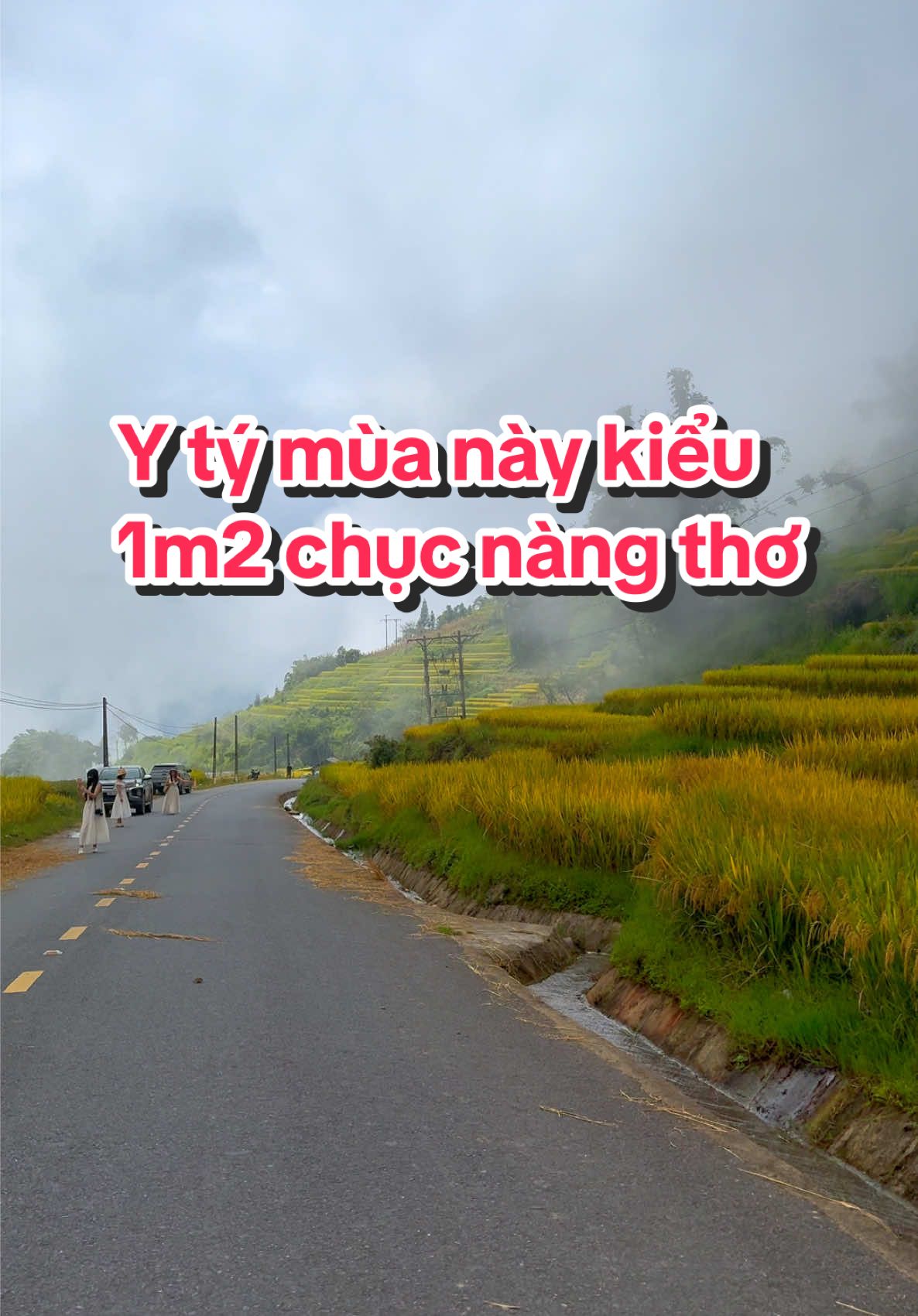 Mùa vàng ở Y Tý đúng là không nên bỏ lỡ . Chắc hẳn ai yêu thích vẻ đẹp hoang sơ , những ngôi nhà trình tường của người Hà Nhì , người Mông ở đây với nét cổ kính. Công viên Choản Then với 2 gốc cây hạnh phúc. Cầu thiên sinh ( cầu biên giới ngắn nhất Việt Nam . Và rất nhiều thứ chờ bạn khám phá khi đến với Y Tý - Lào Cai #muavangyty #dulichyty #ytysapa #tuanxeomsapa 