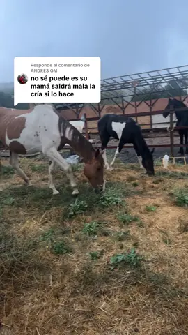 Respuesta a @ANDRES GM cuidando mis caballos bajo la lluvia  es es una bendición ##horses##caballos##rancho##bronco##fyppppppppppppppppppppppp