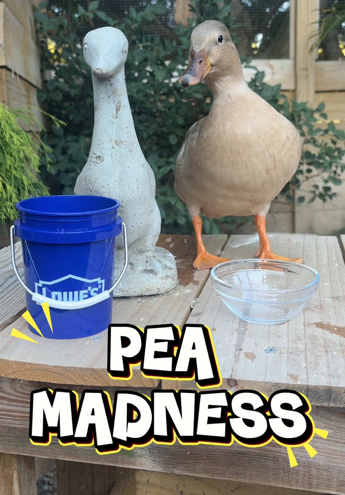 I don’t think nutmeg can be beat 🏆 #ducks #callducks #fyp #ducksoftiktok #petducks