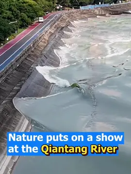 Nature puts on a show at the Qiantang River! 🌊 Rolling waves rise and twist, just like a dragon dancing across the water. 🐉✨ #China #QiantangRiver