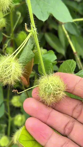 Buah Selaseh dandi #fyp 