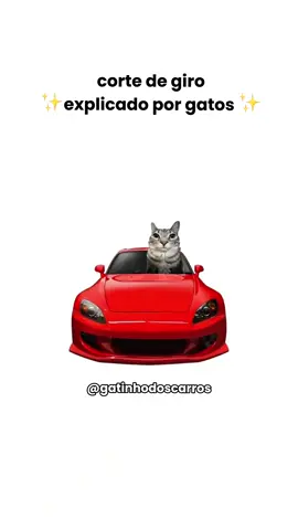Corte de giro explicado por gatinhos #gearhead #carros #carguy #drift 