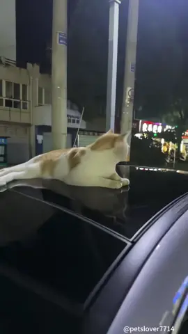 The cat got scared by nothing!😹#cat #catsoftiktok #catlover #funny #funnyvideos      