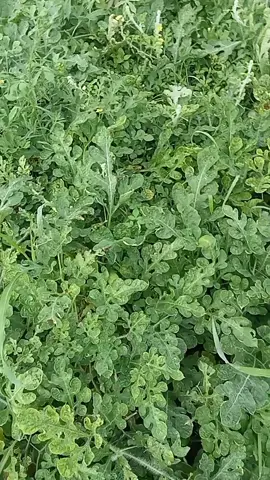 cek cek #fyp #petaniindonesia🇮🇩🇮🇩🇮🇩🌿🌿 #petanisemangka🍉🍉🍉lampung #sorotan 