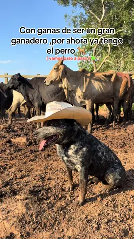 Esa pinta de Zeus que 🐕🥰 #pag #blueheeler #ganado #llanosorientales #fyppppppppppppppppppppppp 