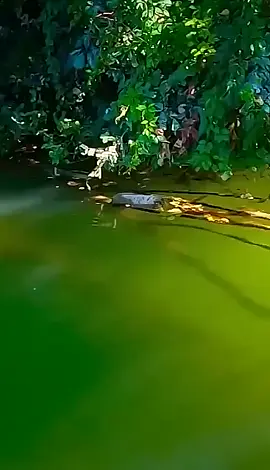 Casting Ikan Lele Raksasa Disungai Pakai Umpan JItu Hard Lure