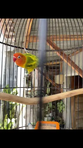 Apakah ini yang dinamakan green series 😃 #lovebirds #lovebirds❤️❤️ #kediri #fyp #fyppppppppppppppppppppppp 