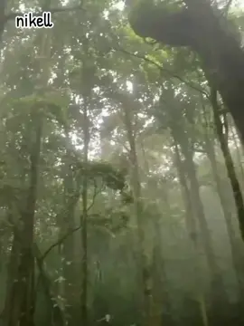 di dalam hutan ini tenang sunyi gak ada suara orang yang ada suara burung inilah kita senangnya di dalam hutan