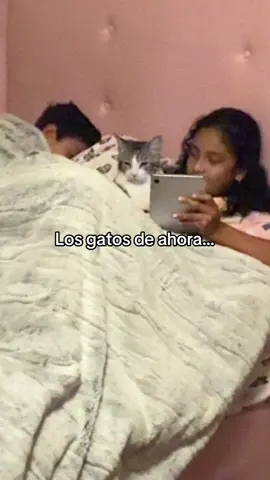 #gatitos_haciendo_cosas #browncat  #ragdollkitten #fyp #catsmoves 