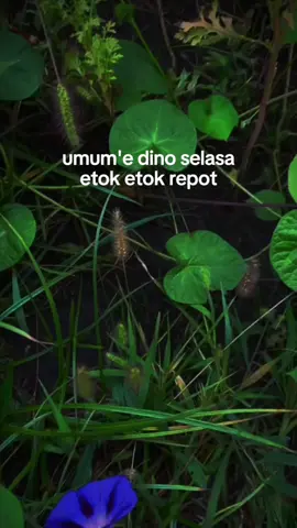 repot tenan iki ora etok etok😅