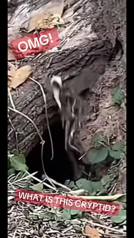 OMG! WHAT IS THIS CRYPTID? #cryptid #fairy #creature #strange #fyp 