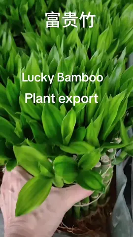 #plant #Chinaplant #greenplant #natureplant #plantexport #bonsai #ficusbonsai #bonsaitree #greentree #landscape #nursery #garden #outdoorplant #exportplants #indoorplant #flower #plants #bamboo #luckybamboo #luckybambooplant 