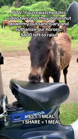 Every kind comment would mean a world to me #horses #shelter #sanctuary #animalsoftiktok #horsefarm       