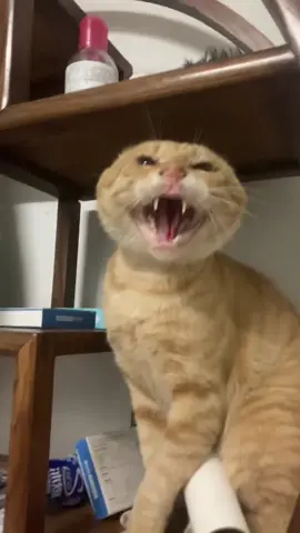 #cat #LanguageLearning 