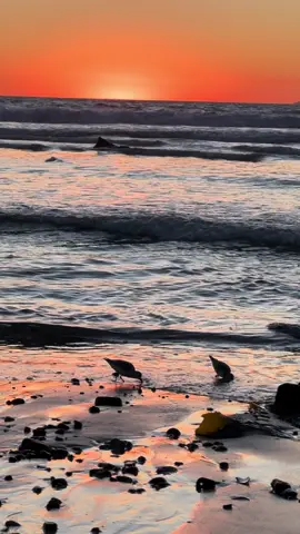 Admire nature  #nature #scenery #beach #ocean #sunset 