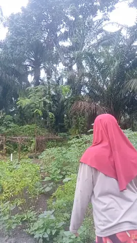 sumpah .....aku baru tau 🤣 #berkebun #gardening #adayinmylife #minivlog #bungadurian 