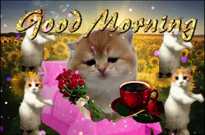 Good Morning 💕#sillycatsoftiktok #catsofttiktok #sillycat #catlover #cattok 