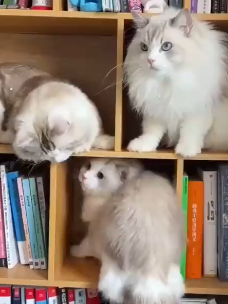 16.09.25 #catvideo #cutecats #tiktokcats #viralvideos #catlover #cat #cats #catvideos #funny #funnycat #fyp