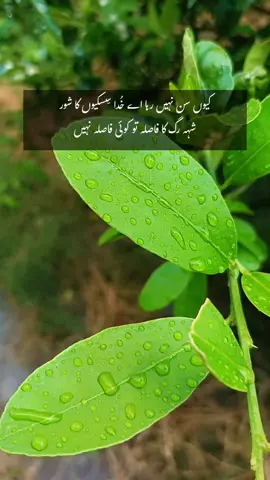 کیوں سن نہیں رہا اے خُدا سِسکیوں کا شور شہہ رگ کا فاصلہ تو کوئی فاصلہ نہیں . #creatorsearchinsights #poetry #foryoupage #lines #viral 