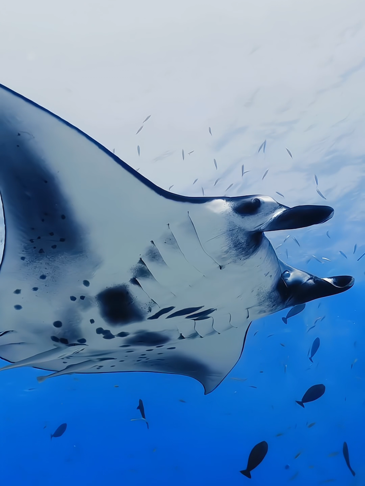 @Dj Goja #exotic #underwater #relaxing #fish #ocean 