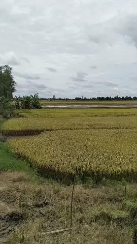 lúa cần thơ 