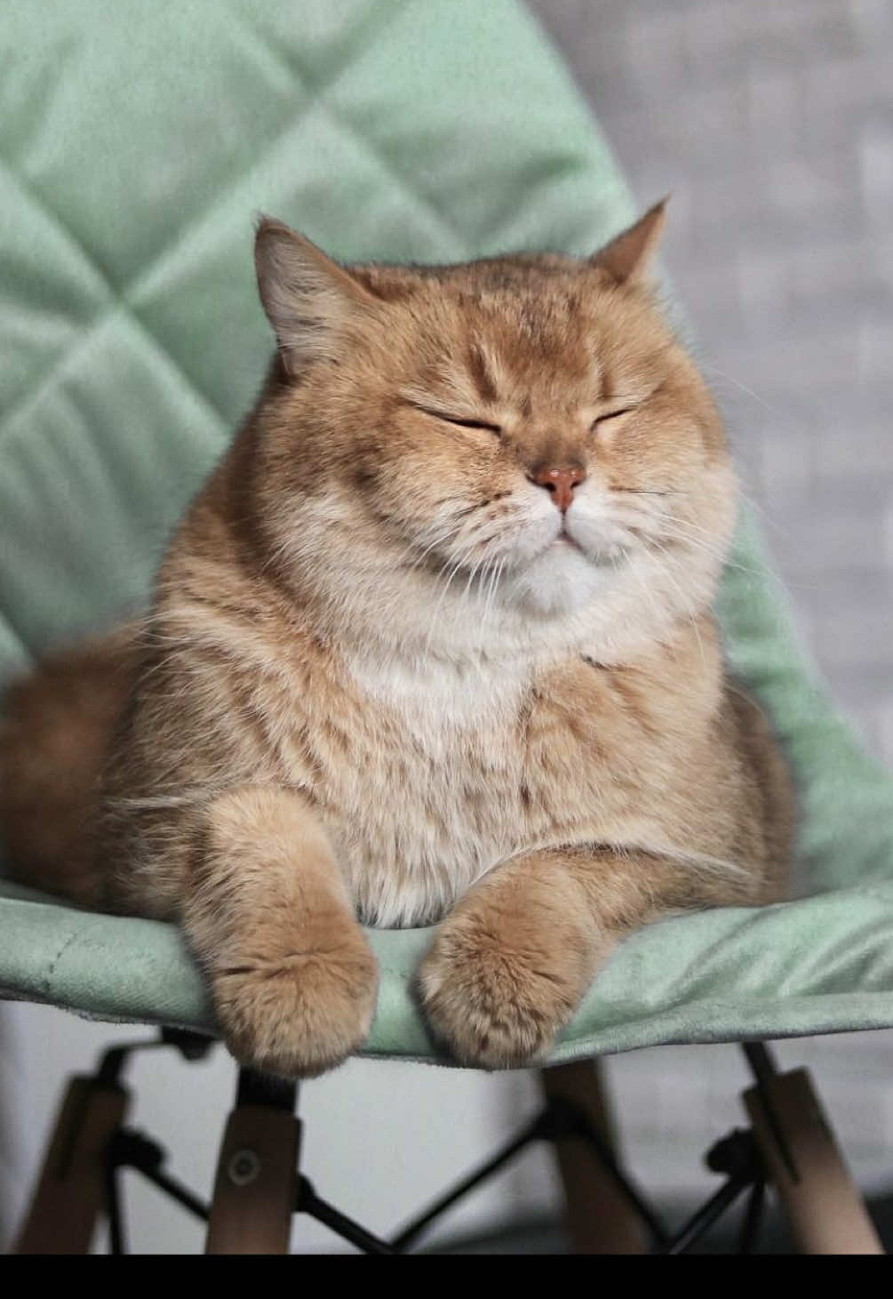 Как заставить котика пить больше воды 💦🐈  Особенно это важно, если он на готовых кормах (сушке).  #котБурбон #кот #котики 