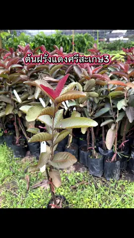 #ต้นฝรั่งแดงศรีสะเกษ3 #ฝรั่งแดง #เทรนวันนี้ #ไอยวริญพันธุ์ไม้ #สกลนคร 