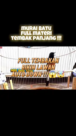 full materi tenbak panjang terima kasih suplemen GENJI #kicaumania #kicaumaniaindonesia #kicaumanianusantara #semuajenisburung @BIOFEEDPRO INDONESIA 