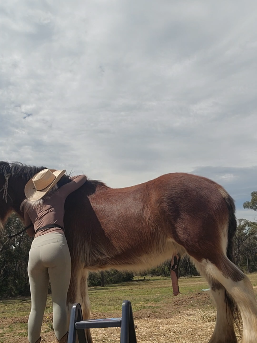 Had an amazing session with baby Aadhaar today 💖 I was pretty sure he'd be fine doing this in the paddock (we don't have a round yard). And he was! I didn't swing a leg over today only because I couldn't be bothered to go and get my helmet (and I thought there should be at least some level of being sensible here 😅) #clydesdalehorse #horsetraining #horsegirl #gentlehorsemanship #drafthorse 
