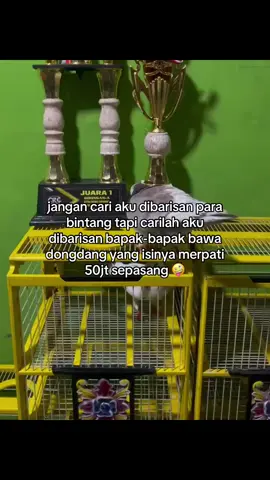 #bismillahfyp #merpatiindonesia🕊 #merpatilovers🕊 #merpatijuara 