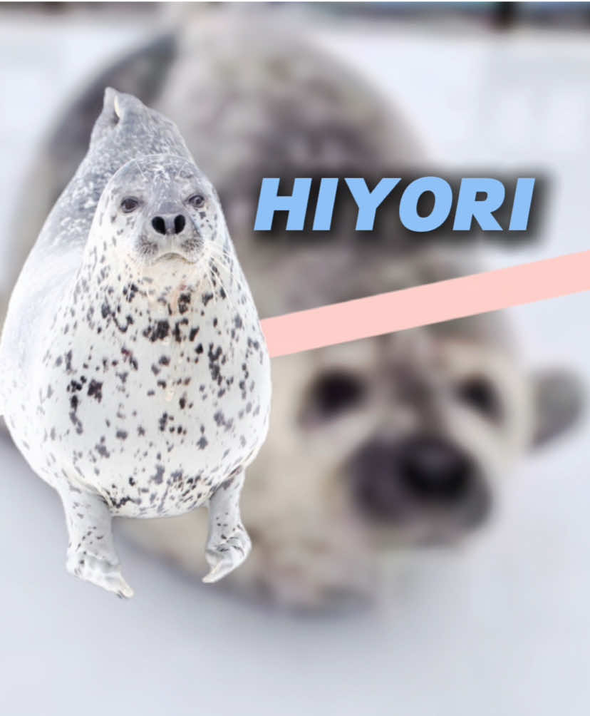 celebrity seals pt. 2 ✅ comment your favorite seal(s) to be put in the next one hehe #seal #seals #sealsoftiktok #sealtok 