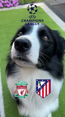 Champions League Prediction! ⚽️ Liverpool 🏴󠁧󠁢󠁥󠁮󠁧󠁿 - Atletico Madrid 🇪🇸 #championsleague #footballtiktok #liverpool #atleticodemadrid #tacticaltax 