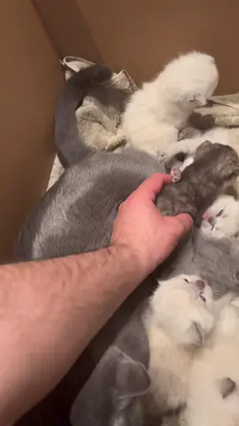 A month cat always loves her kittens 🐱 #cat #mother #Love #tiktok 
