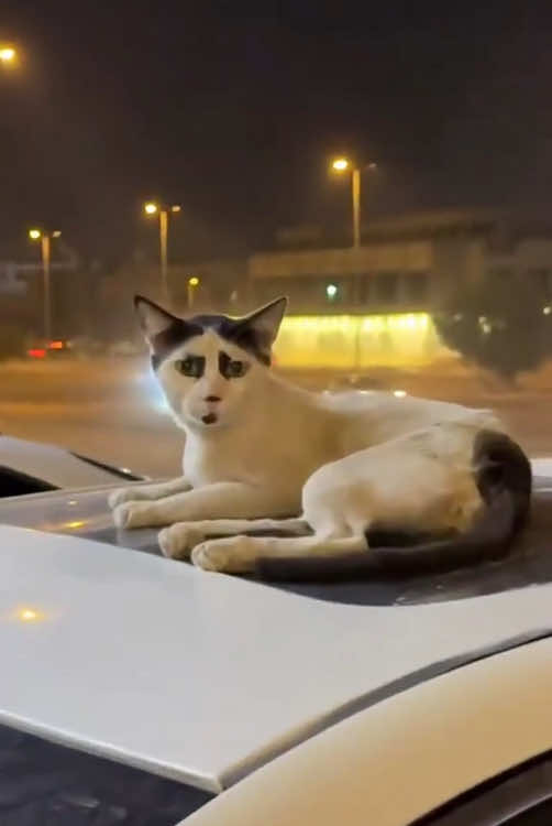 Strange-looking cat. 