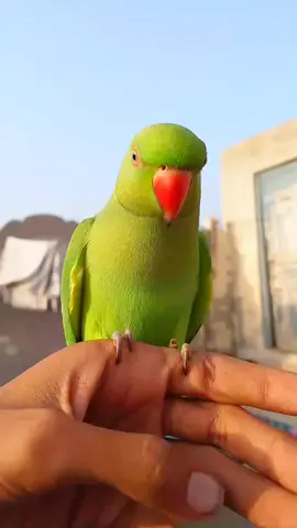 parrot talking#parrotlover #parrottalking #1millionaudition #foryoupage #1millionaudition 