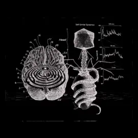 The effect of weed on the brain #neuroscience #darkpsychology #psychology #brainscience #fyp 
