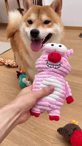 Guys, you have to check out these adorable barnyard animal dog toys! 🐶✨ They’re beyond cute! This set comes with 5 toys, and each one is super durable and well-made. My dog is obsessed with the different squeaky sounds each one makes! 😂💥  As a squeaker lover, he’s thrilled to have 5 unique sounds all in one! And as a dog mom, I love how affordable these high-quality toys are. 🥰 They’ve been flying off the shelves, so if you’re looking for cute and durable dog toys, this set is a total must-have! 💯#nocciolatoys #cute #dogtoys #dogsoftiktok #shibainu #unboxing #cutetoys #squeaky 