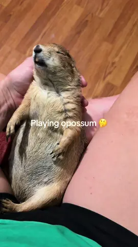 Yes I did make sure she was alive😂 I wish I could sleep as sound as her #beanstheprariedog #prariedog #animalsoftiktok #exoticpets #animals 